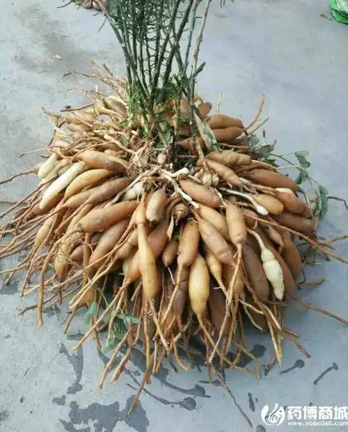 图中这个植物叫什么!