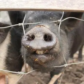 微笑和带牙套的牙齿快乐的女人穿着蓝色的衣服,微笑着抱着小猪.