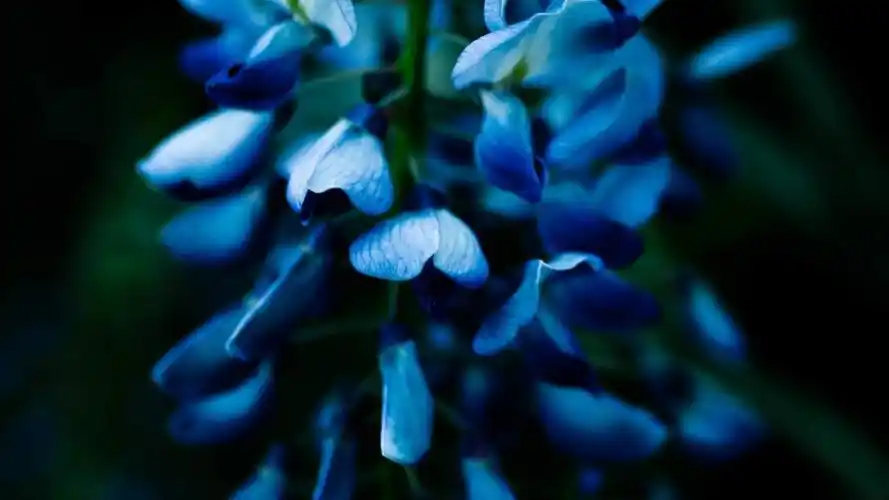 唯美蓝色妖姬壁纸图片