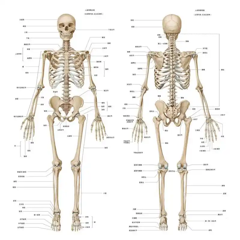 人体骨骼图