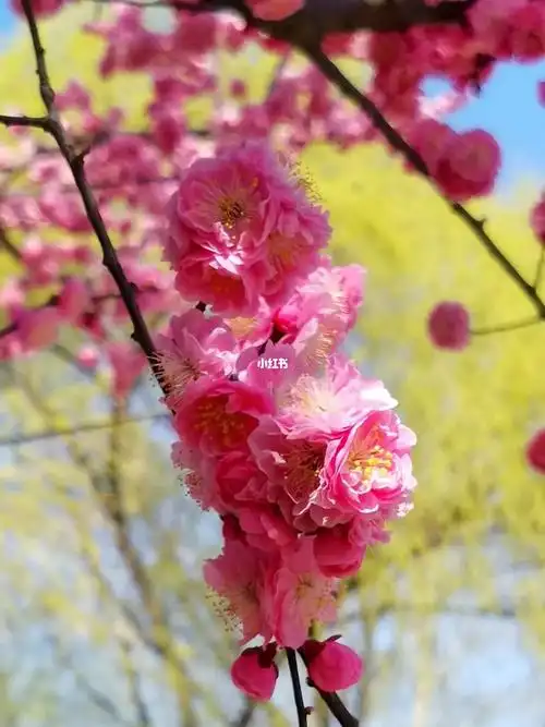 梅花#北京东四环朝阳公园桥