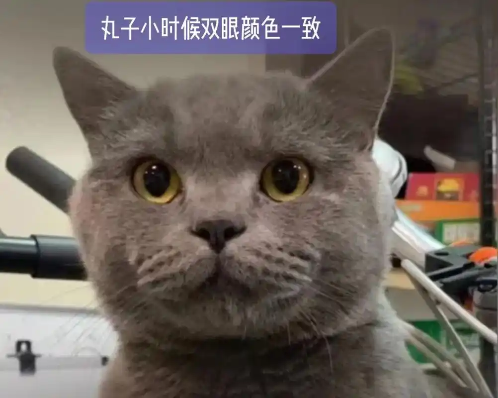 丸子的眼睛越来越不一样.#英短蓝猫 丸子小时候双眼颜色一致, - 抖音