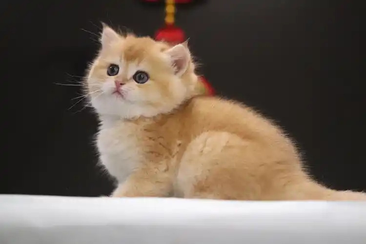 宠物猫英短金渐层ny12色赛级猫wcf实名认证咪玖名猫猫舍