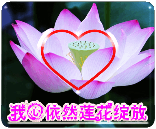 我心依然莲花绽放