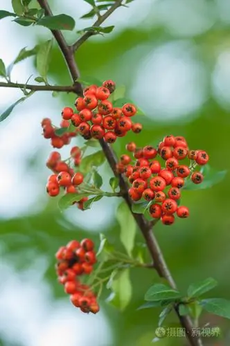 火棘-火棘照片-正版商用图片0cz6zv-摄图新视界