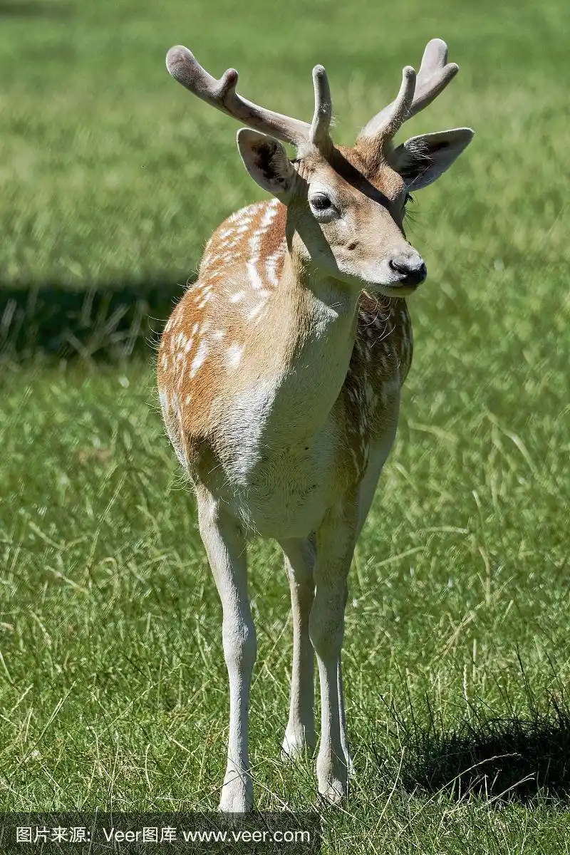 幼小动物,田地,特写,马鹿,垂直画幅
