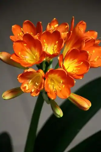 我的君子兰开花了!