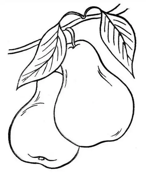 梨子简笔画大全及画法步骤梨子简笔画涂色的香梨简笔画绘画步骤图示二