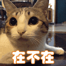 歪在不在图片_歪在不在动态图_歪在不在表情包gif动图下载_soogif