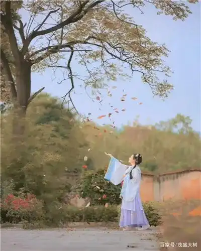 菩提树下没有缠绵