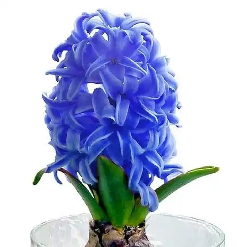 小花农 荷兰进口风信子种球 2粒袋装 蓝色