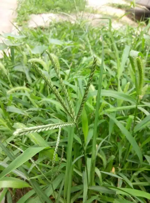 【别名】蟋蟀草,路边草,鸭脚草,蹲倒驴,牛顿草,千人踏 50 51【来源】