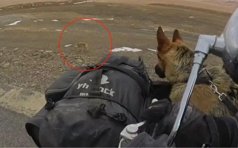 摩旅阿里无人区,近距离与狼接触