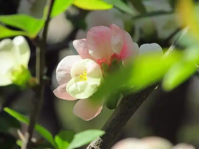 东洋锦海棠复色海棠天大海棠季校园开放日续集七卡片机傻拍201940