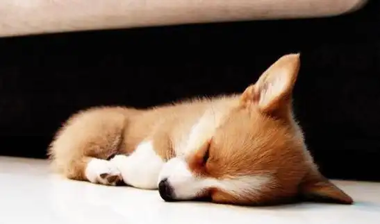 睡觉用这些姿势的柯基多半是不信任你