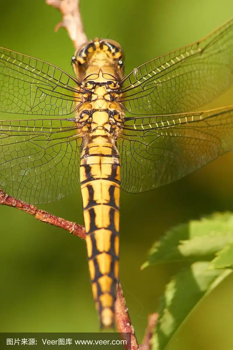蜻蜓,垂直画幅,巨大的,动物身体部位,户外