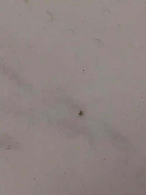 家里地上有很多褐色的小虫子,超级超级小!