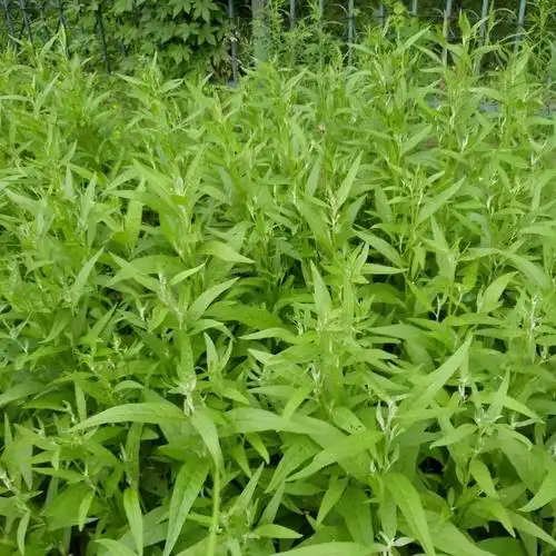 当地人说这就是我们用的板蓝根草,这里这种植物很多,当地老百姓狱它