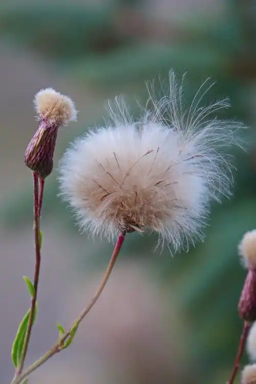 飞蓬(别称:野葵花)  摄于:山西沂州宁武县"芦芽山游客中心"