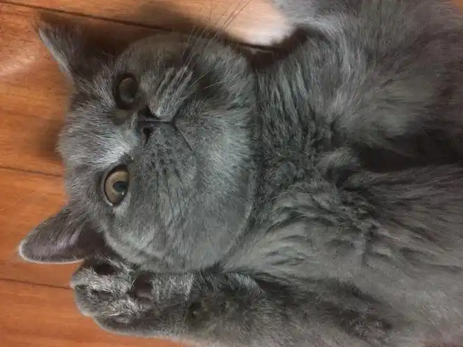 英短虎斑猫多少钱一只猫星人美短银虎斑