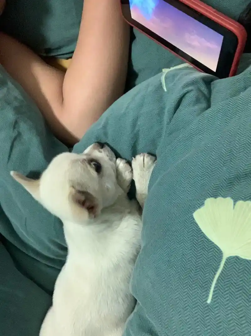 原来狗子也喜欢看动画片#小奶狗 #那傻狗 #狗狗 - 抖音