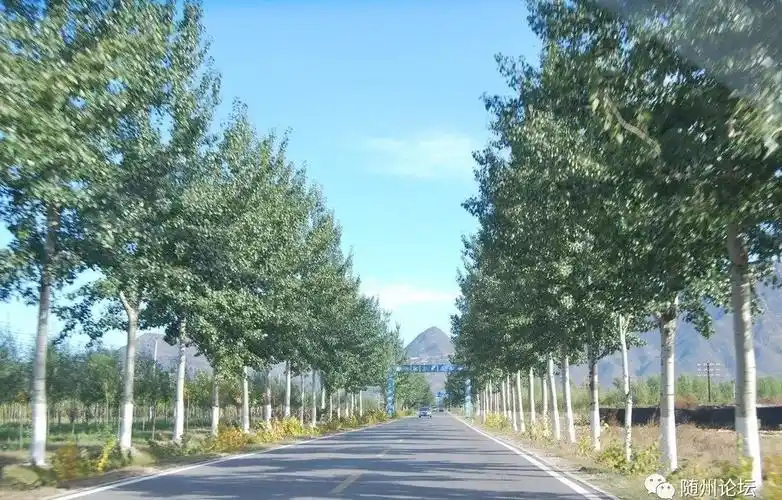 效果好,耐旱耐涝,适应性强,价格相对便宜,属于那种可作庭荫树,行道树