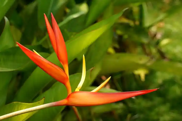 鹤望兰——天堂鸟