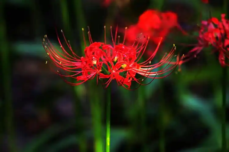 彼岸花-恶魔的温柔,高清图片,壁纸,花卉-桌面城市