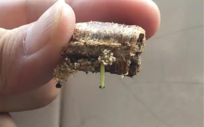 正在孵化的广斧螳螂宝宝们_哔哩哔哩_bilibili