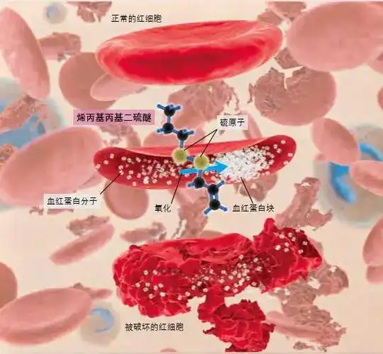 红细胞是为全身供氧的.狗的红细胞内抗氧化物质少.