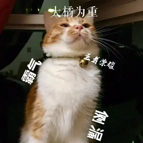 大橘已定是什么梗