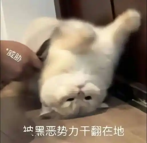 沙雕搞笑表情包:嘴硬 我没错_公众_不知道_il