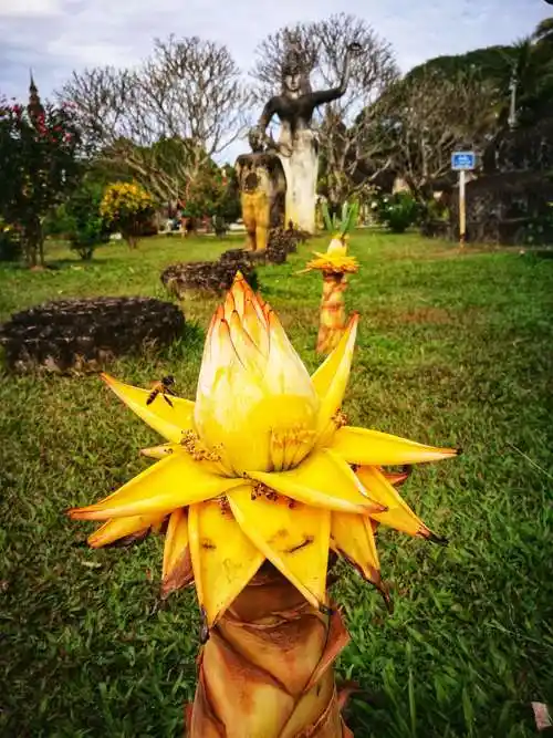 金莲花,菩萨神座.