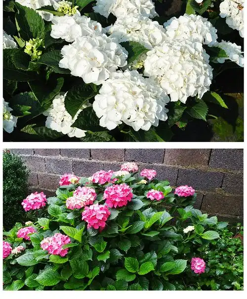 适用于bp花卉万博大花绣球热恋18cm盆栽庭院花园开花植物老枝开花