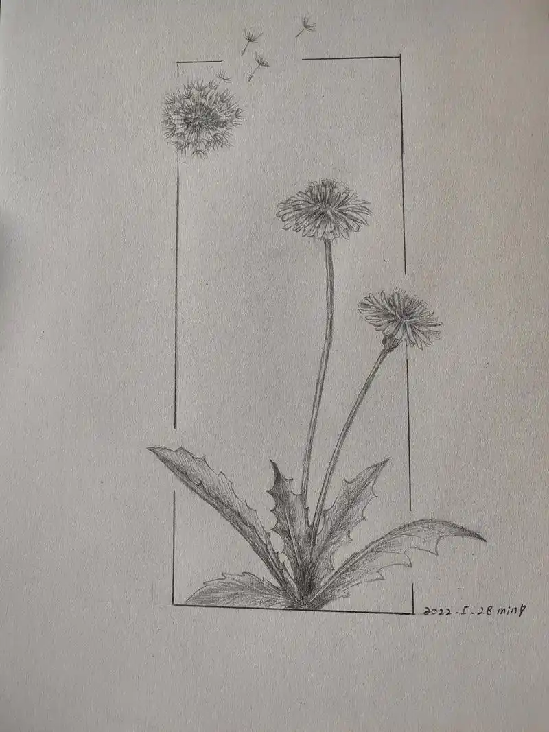 今日手绘蒲公英实在找不到满意的照片于是将这两张凑合在一起