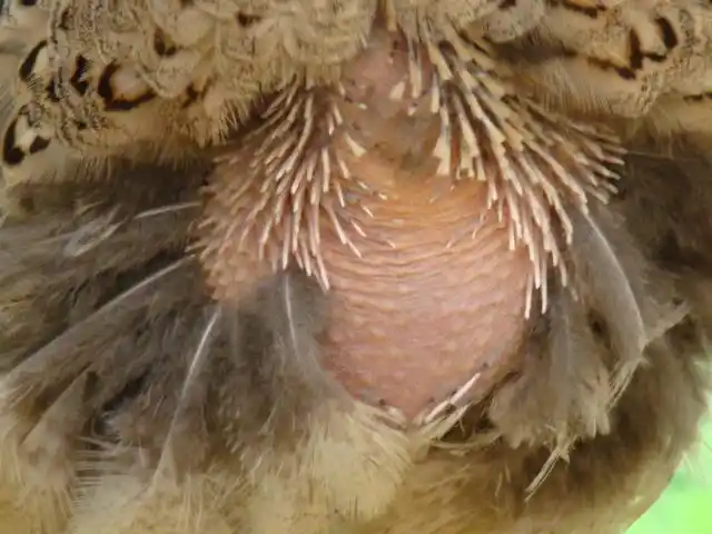 产蛋种鸡脱毛了