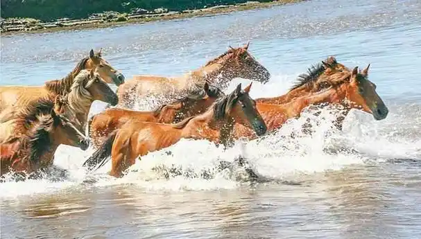 短腿蒙古马,曾是被瞧不起的劣等马,为何成为"时代杀器"?