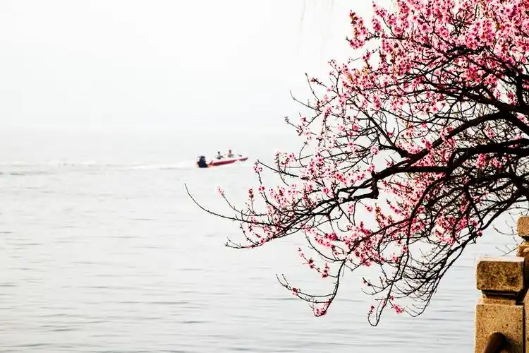 江南水乡美丽的桃花盛开花卉图片分享