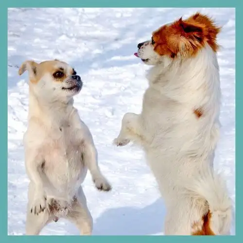 一只羊两只羊三只羊