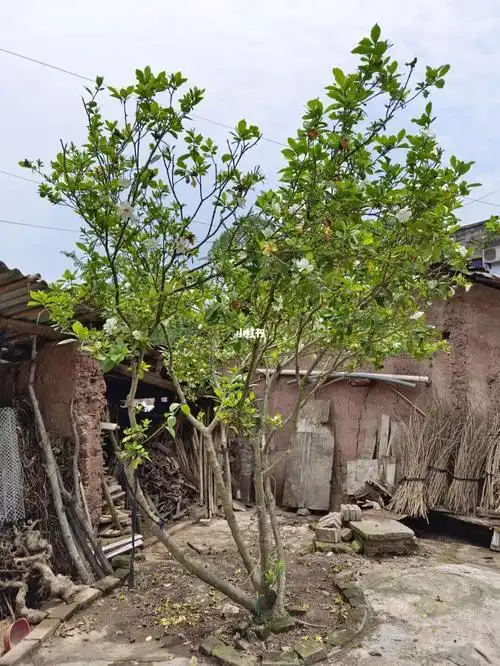 栀子花都长成树了第一次看到