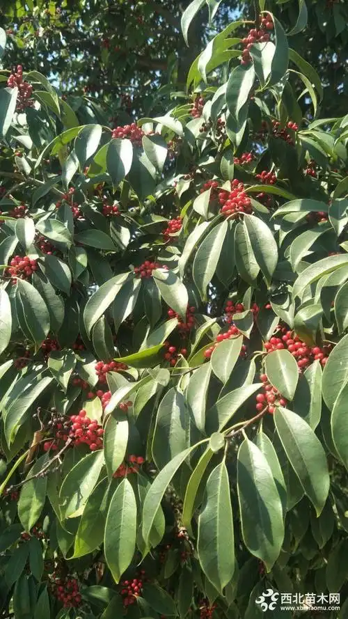红果冬青