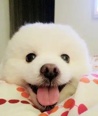 原来真的有心机狗,研究表明,狗狗卖萌很有可能是装的