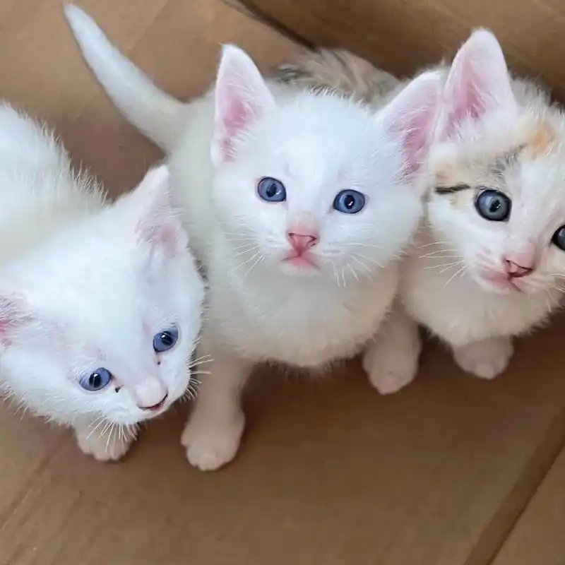 三只小白猫,耳朵鼻子嘴巴都是粉嫩的,眼睛发蓝,有一只小猫像画了眉毛