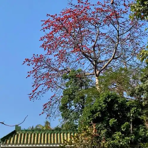 木棉图片(白花异木棉图片)