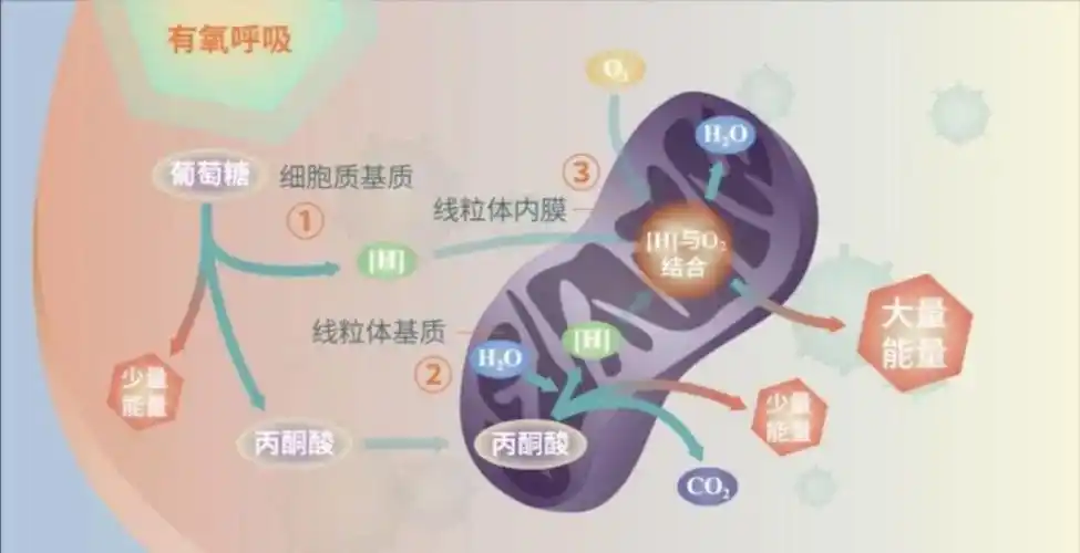 【生物大师高中】细胞呼吸——桃源酒家_有氧