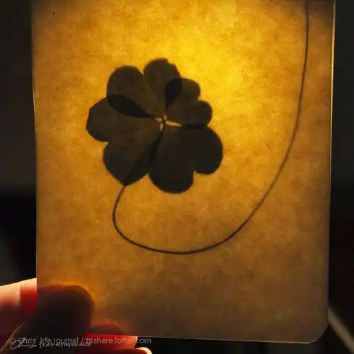 我曾在家楼下的草丛里遇到一枚四叶草,然后把它压在了书本里,直到有