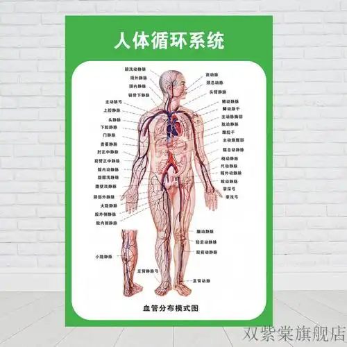 人体结构,全面深度解析(人体系统构成)-52线报网
