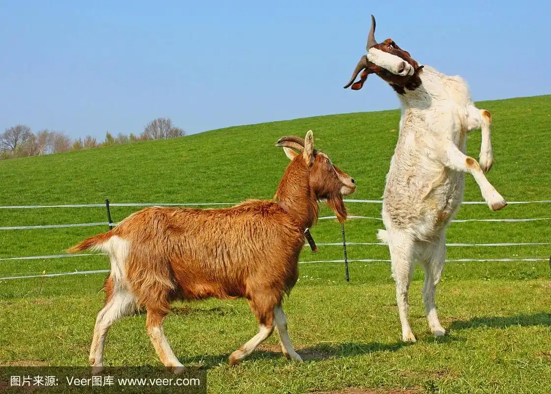 两只有趣的山羊在玩耍
