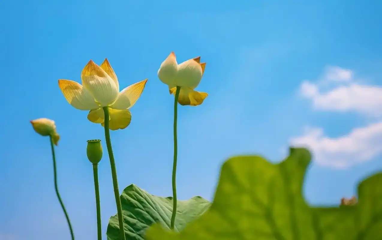 莲花电脑桌面壁纸.莲花的花语是纯洁,忠贞和爱情,它还有许多象 - 抖音