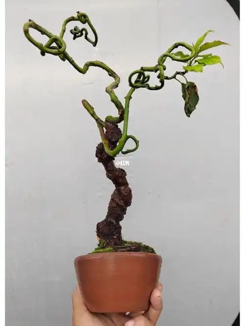 龙游梅  #盆栽植物  #家居美学